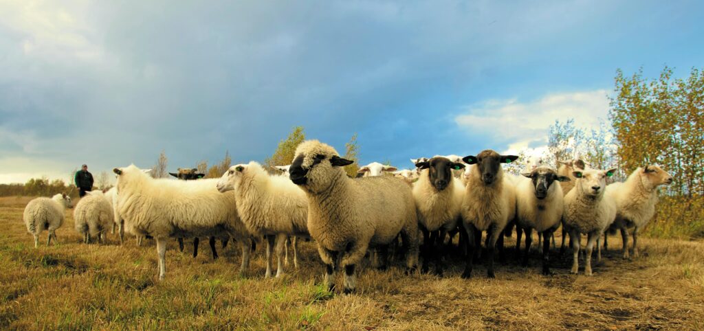 Organic Sheep