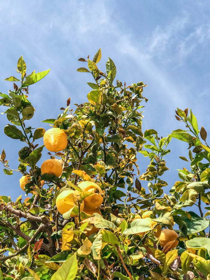 Lemon Tree