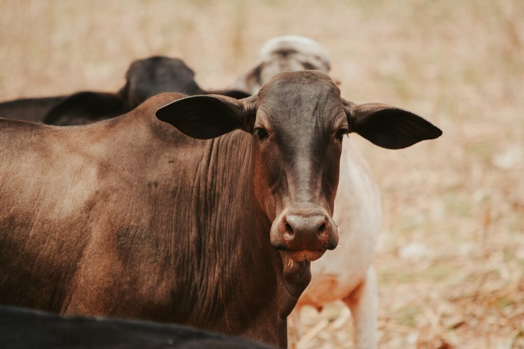 Cows pasturing on grassy meadow in daylight